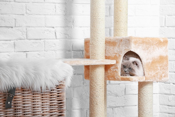 Tips-for-Choosing-the-Best-Cat-Tree-for-Large-Cats