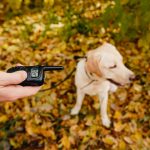 Best-Bark-Collars-With-Remote