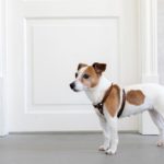 Best-Dog-Harnesses-for-Small-Dogs